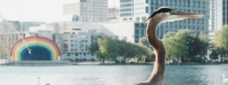 eola park birdwatching