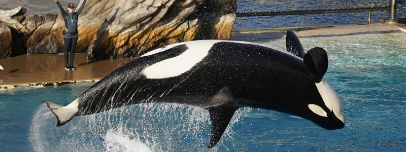 seaworld vacation in Orlando